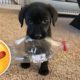 ❤️Cute Puppies Doing Funny Things 2019❤️