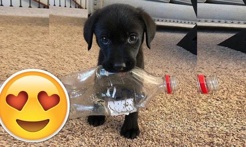 ❤️Cute Puppies Doing Funny Things 2019❤️