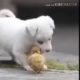 ?Cute Puppies Doing Funny Things 2019? # Cutest Dog