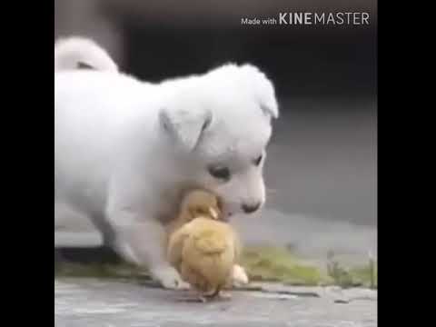 ?Cute Puppies Doing Funny Things 2019? # Cutest Dog