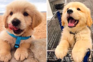 Cute Puppies Doing Funny Things 2019 - Cutest Dogs