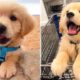Cute Puppies Doing Funny Things 2019 - Cutest Dogs