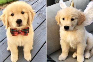 ❤️Cute Puppies Doing Funny Things 2019❤️#3 Cutest Dogs