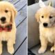 ❤️Cute Puppies Doing Funny Things 2019❤️#3  Cutest Dogs