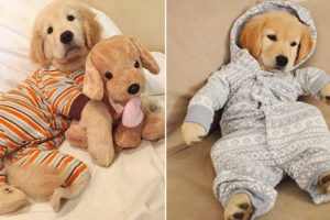 ❤️Cute Puppies Doing Funny Things 2019❤️#4 Cutest Dogs
