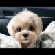 ❤️Cute Puppies Doing Funny Things 2019❤️Cutest Dog Moments Funny 2019