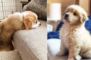 ❤️Cute Puppies Doing Funny Things ❤️#6 Cutest Dogs