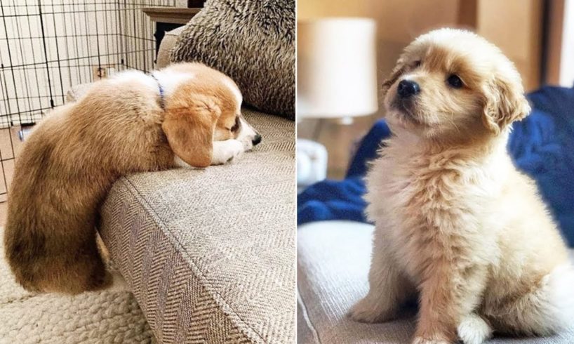 ❤️Cute Puppies Doing Funny Things ❤️#6 Cutest Dogs