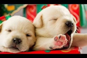 ❤️Cute Puppies Doing Funny Things ❤️#7 Cutest Dogs