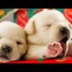 ❤️Cute Puppies Doing Funny Things ❤️#7  Cutest Dogs