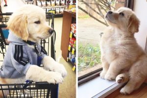 ❤️Cute Puppies Doing Funny Things ❤️#8 Cutest Dogs