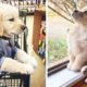 ❤️Cute Puppies Doing Funny Things ❤️#8  Cutest Dogs