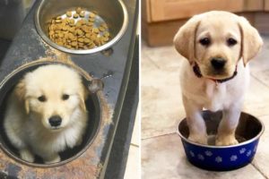 ❤️Cute Puppies Doing Funny Things ❤️#9 Cutest Dogs