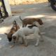 Cute Puppies Eating...| Random Clicks| Gujarat Trends | Gujarati People Love Towards Puppies