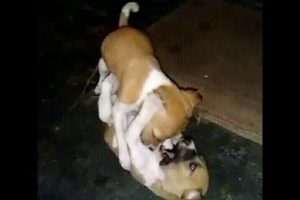 Cute Puppies Fighting