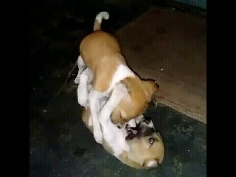 Cute Puppies Fighting