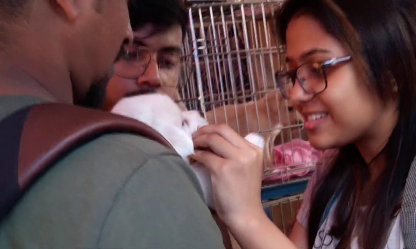 Cute Puppies For Sale At Galiff Street l Girl Gets Her Favourite Puppy At Galiff Street