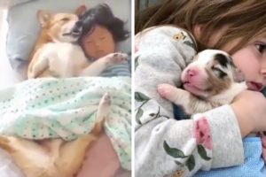 Cute Puppies, Funny Childs and Amazing Pets | Best of 2019