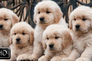 Cute Puppies Growing Up
