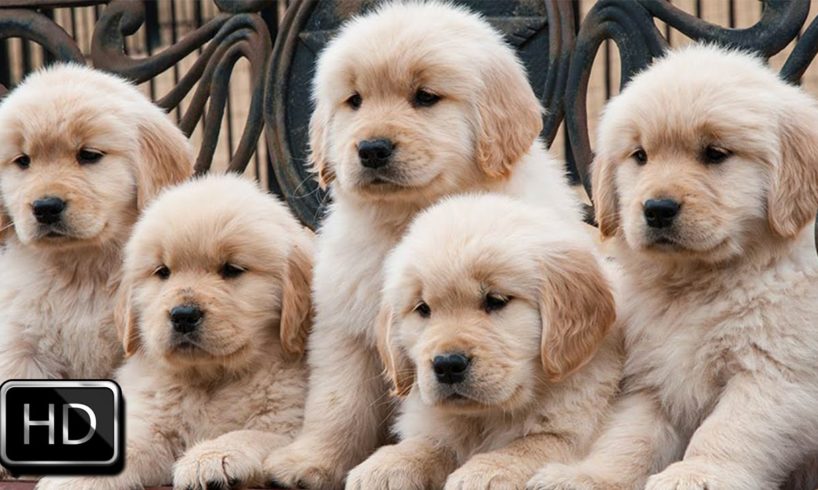 Cute Puppies Growing Up