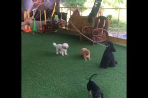 Cute Puppies Have The Best Time Skipping Rope