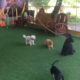 Cute Puppies Have The Best Time Skipping Rope