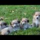 Cute Puppies Howling Compilation  || funny pataka || कुत्ते के पिल्ले || cute puppies