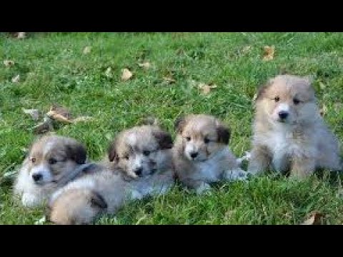 Cute Puppies Howling Compilation  || funny pataka || कुत्ते के पिल्ले || cute puppies
