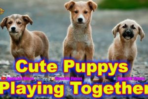 Cute Puppies Playing and Running  | Puppys Playing Together | Funny Pet Videos  #BumchikVideos