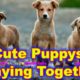 Cute Puppies Playing and Running  | Puppys Playing Together | Funny Pet Videos  #BumchikVideos
