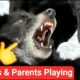 Cute Puppies Playing in Snow with Parents