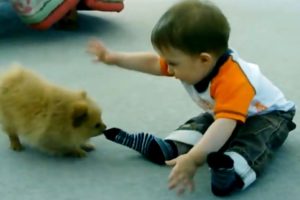 Cute Puppies With Babies - Cute Puppy Baby Videos | Puppies TV