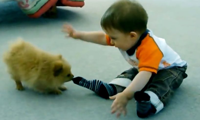 Cute Puppies With Babies - Cute Puppy Baby Videos | Puppies TV