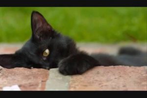 Cute Puppies and Kittens