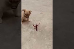 Cute Puppies doing funny things