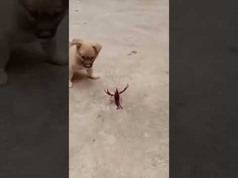 Cute Puppies doing funny things