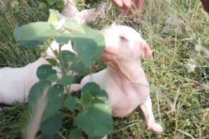 Cute Puppies found today in ground while Jogging