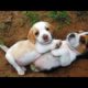 Cute Puppies playing | Fun time with newborn Puppies