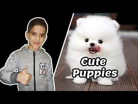 Cute Puppies with Saad - Amazine Funny Puppies