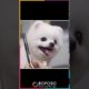 Cute Puppy Funny Videos | Cute Puppies Videos