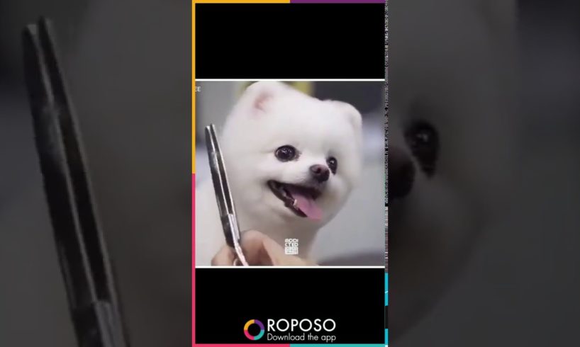 Cute Puppy Funny Videos | Cute Puppies Videos