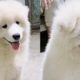 Cute Samoyed Dog Videos #12/ Cute Samoyed Dogs And Puppies Funny Samoyed Videos/ Bony Samoyed