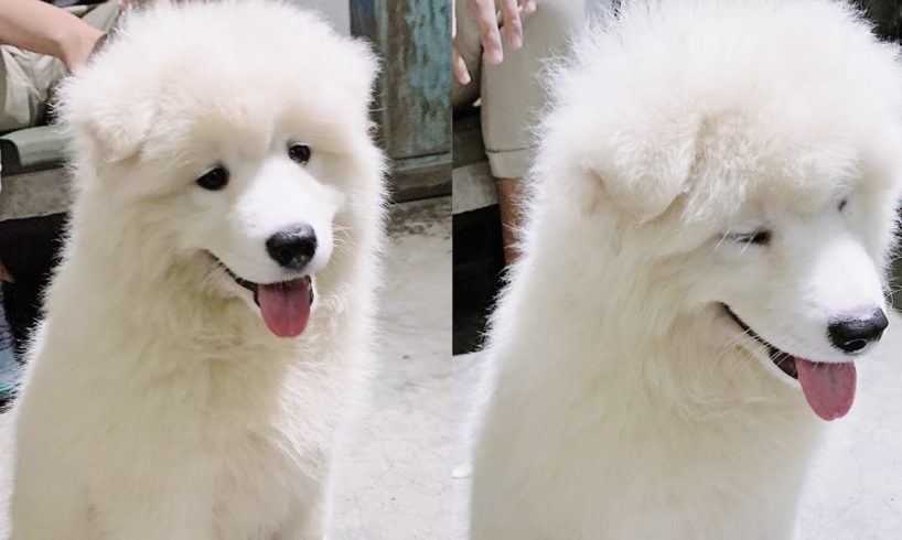 Cute Samoyed Dog Videos #12/ Cute Samoyed Dogs And Puppies Funny Samoyed Videos/ Bony Samoyed