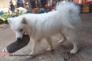 Cute Samoyed Dog Videos #9/ Cute Samoyed Dogs And Puppies Funny Samoyed Videos/ Bony Samoyed