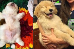 Cute baby animals Videos Compilation - Cutest Golden Retriever Puppies