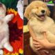 Cute baby animals Videos Compilation - Cutest Golden Retriever Puppies
