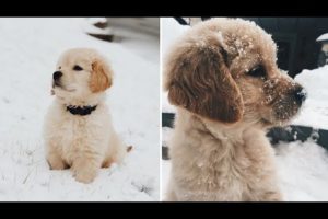 Cute baby animals Videos Compilation - Cutest Puppies Doing Funny Things 2020 ❤️