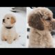 Cute baby animals Videos Compilation   Cutest Puppies Doing Funny Things 2020 ❤️
