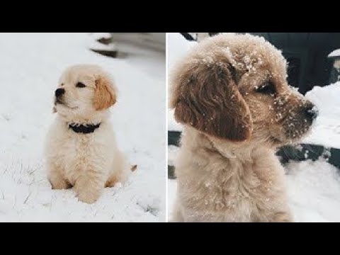 Cute baby animals Videos Compilation   Cutest Puppies Doing Funny Things 2020 ❤️