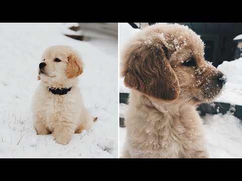 Cute baby animals Videos Compilation - Cutest Puppies Doing Funny Things 2020 ❤️